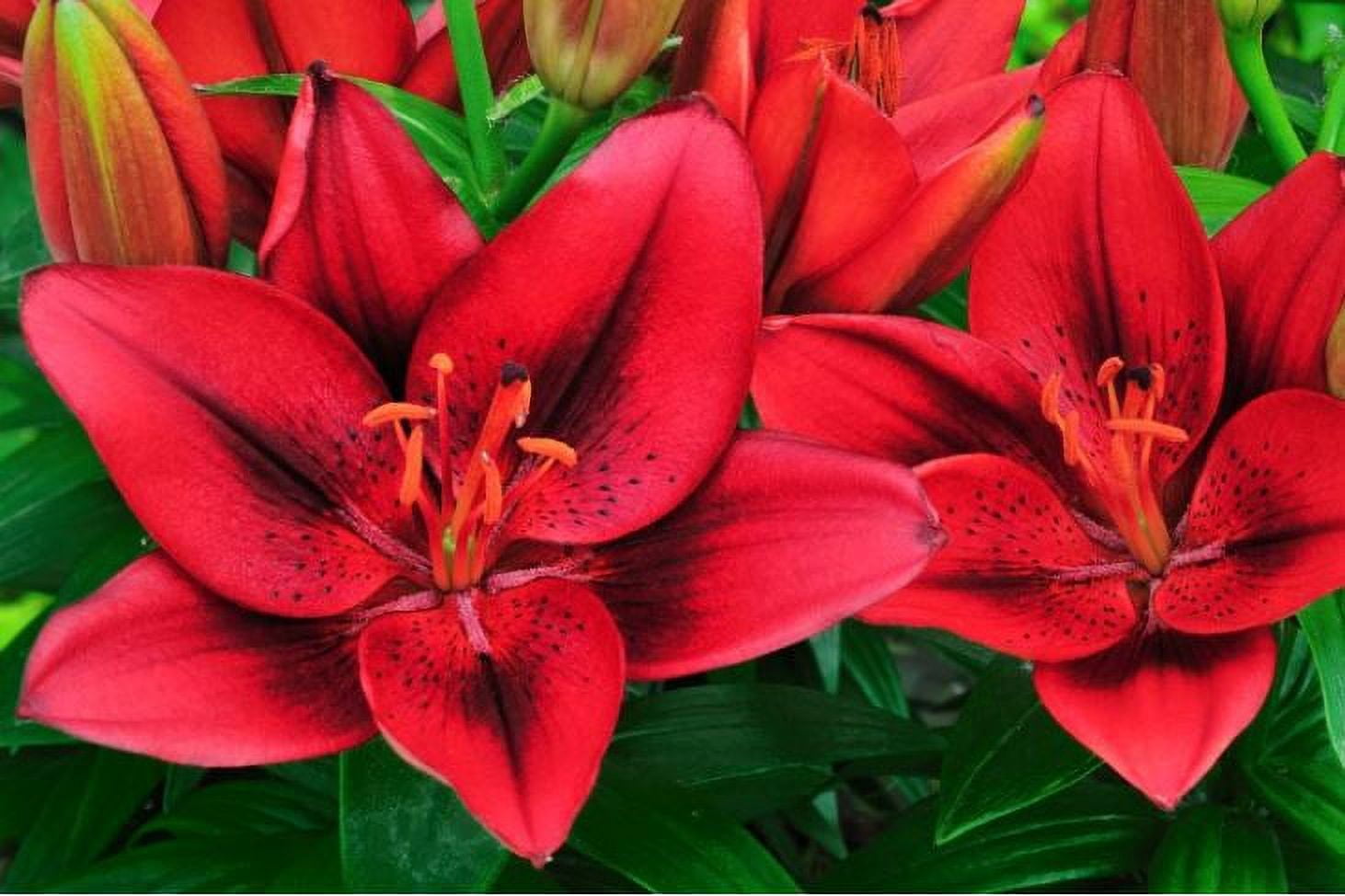 Expert Gardener Outdoor Live Plant Asiatic Lily Red 2.5QT, Sun