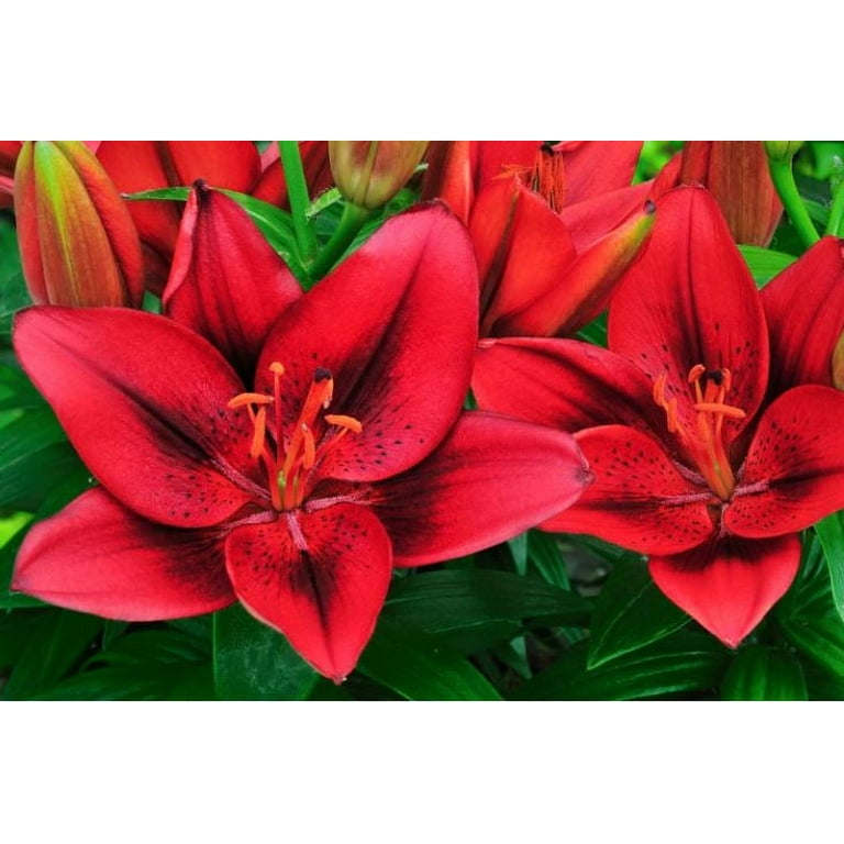 Expert Gardener Outdoor Live Plant Asiatic Lily Red 2.5QT, Sun