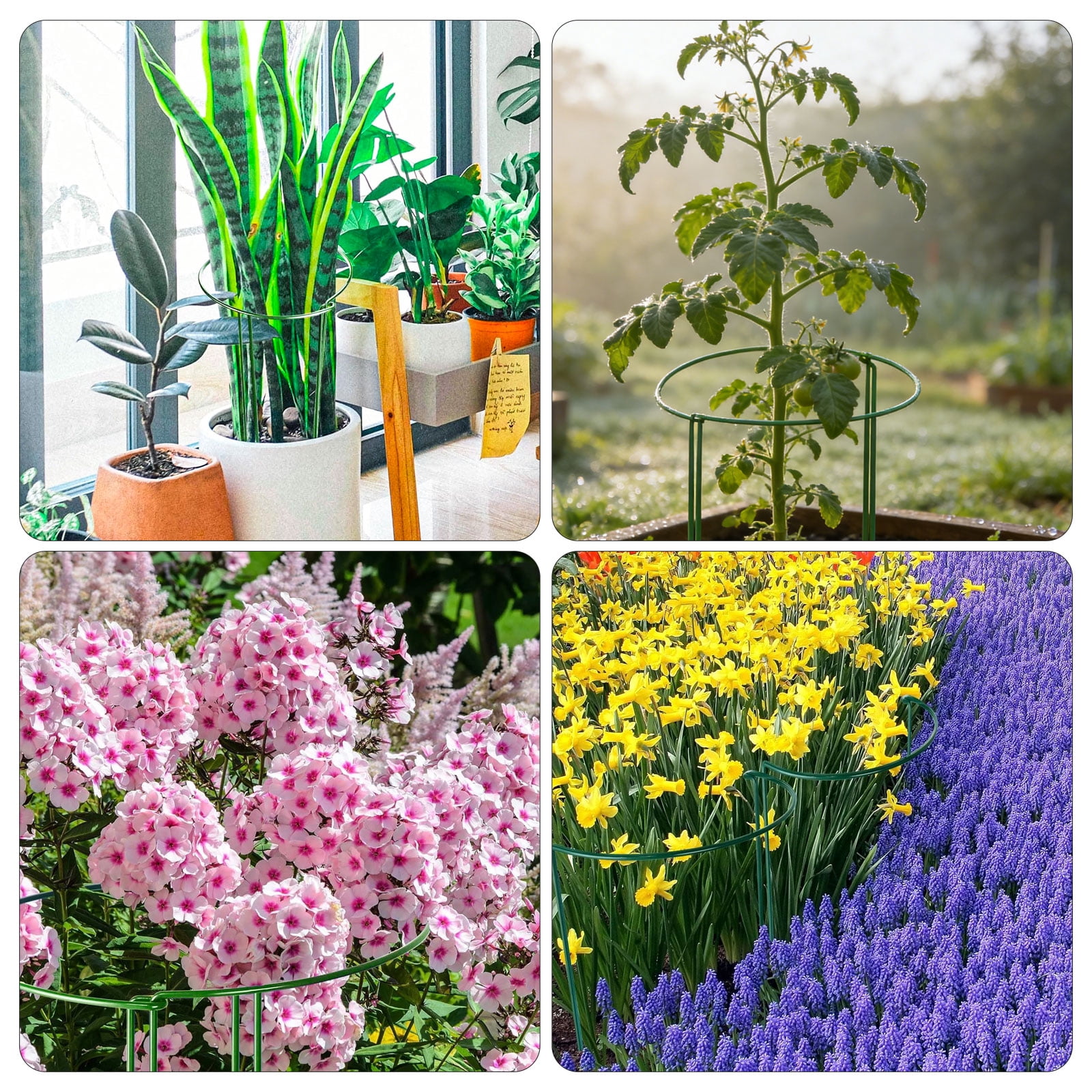 12pcs Plant Support Stakes, TSV 10" W x 16" H Half Round Peony Cages and Supports, Metal Plant Stakes for Indoor and Outdoor Plants, Plant Holders, Tomato Monstera Hydrangea Support Cage