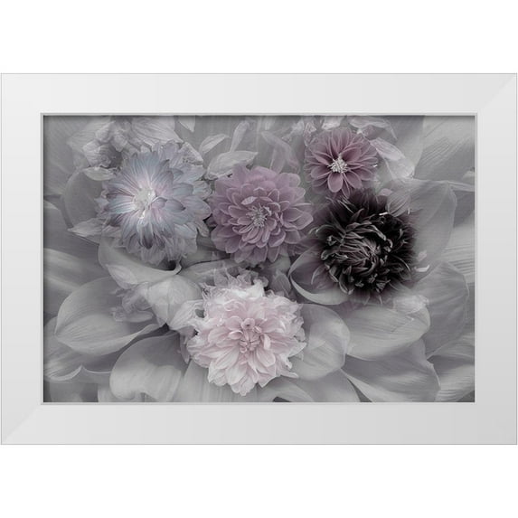 Schuster, Inge 18x13 White Modern Wood Framed Museum Art Print Titled - Dahlia dream