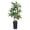 Black, variant on 5 Foot Tall Artificial Dracaena Plant, Realistic Indoor Potted Tropical Floor Tree for Office Living Room Bedroom Corner Decor Indoor Outdoor