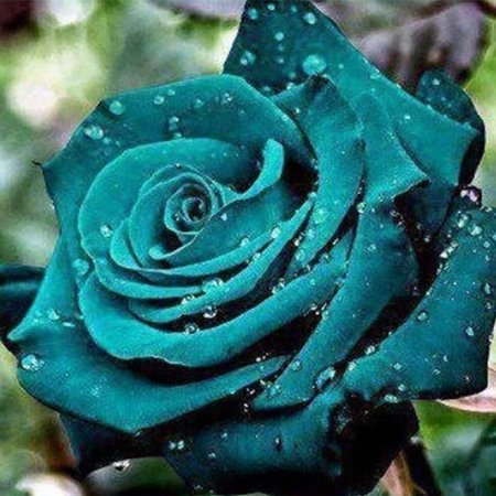 Rose For Planting Outdoors,Surprise to Grow,Resistant,Rose Plants Live Gallon,Pots to Grow Indoor or Outdoor,Gorgeous,Cut Roses,Rose For Sale.