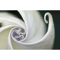 thumbnail image 2 of Rotenberg, Nancy 18x13 Black Ornate Wood Framed with Double Matting Museum Art Print Titled - USA, Pennsylvania Datura flower close-up, 2 of 4