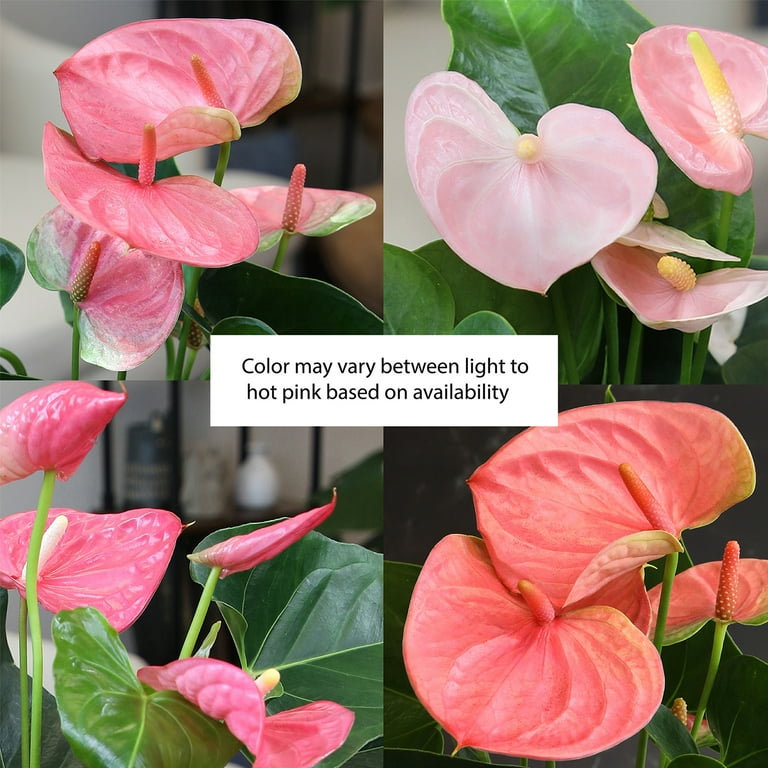 Altman Plants Pink Mix Anthurium Plant Gift, White Pot, 14-18 inch Tall Clean Air House Plant, Size: 1.25QT