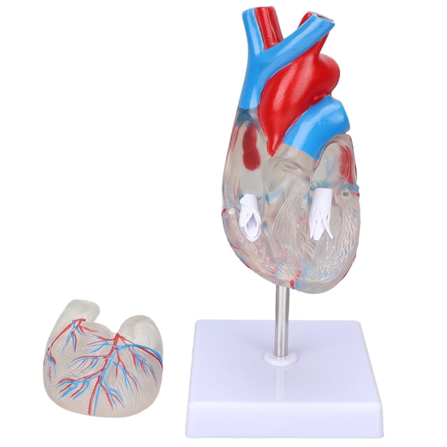 ANGGREK Modèle de Coeur Modèle d'Enseignement de Coeur Polyvalent de Conception Transparente Humaine pour des Aides d'Enseignement, Modèle de Coeur Humain, Modèle d'Enseignement de Coeur Humain