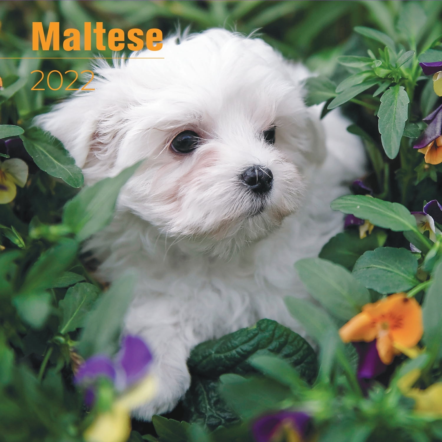 Maltese Calendar 2022 Maltese Dog Breed Calendar Malteses Premium
