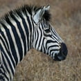 thumbnail image 2 of Dana Underdahl 12x12 White Modern Wood Framed Wall Art Titled - Sarari Zebra VII, 2 of 5