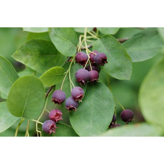 100 Saskatoon Serviceberry Seeds for Planting – Amelanchier alnifolia Berry Seeds, Edible Fruit Shrub Tree Seeds, Hardy Perennial Garden Seeds, Heirloom Non-GMO