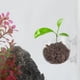 thumbnail image 5 of Soporte para Plantas de Acuario de Vidrio con Ventosas, Taza para Plantas de Acuario 1.89"L x 2.36"W, 5 of 7