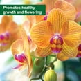 thumbnail image 4 of SUPERthrive Orchid-Pro Liquid Plant Food 7-8-6 - 8oz, 4 of 6