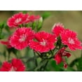 thumbnail image 5 of 30 Telstar Crimson Red Carnations Seeds - Heirloom Dianthus for Garden Blooms, 5 of 6