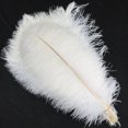 thumbnail image 4 of 10 Pcs/Lot Natural White Ostrich Feathers For Crafts 15-75CM, 4 of 7