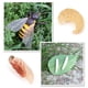 thumbnail image 5 of 2 piezas para , , , , proceso de , juego de juguetes, modelos, juegos de rol, regalos Baoblaze Juego de crecimiento de insectos para niños, 5 of 8