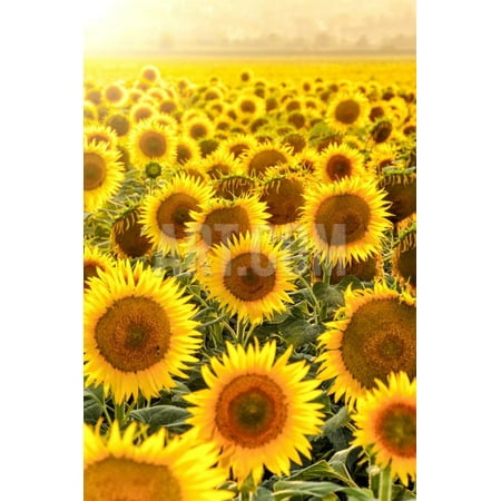 Photography Sunflower Field