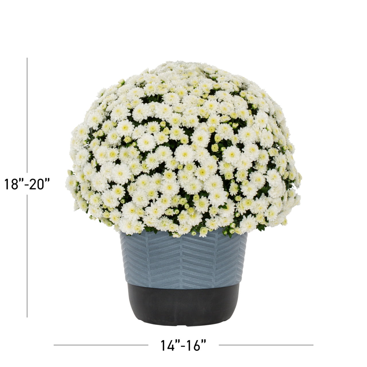 Better Homes & Gardens 1.5 gal White Garden Mum Live Plant in Decorative Planter