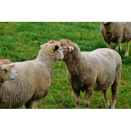 LAMINATED POSTER Nature Livestock Graze Grass Pasture Animal Sheep Poster Print 24 x
