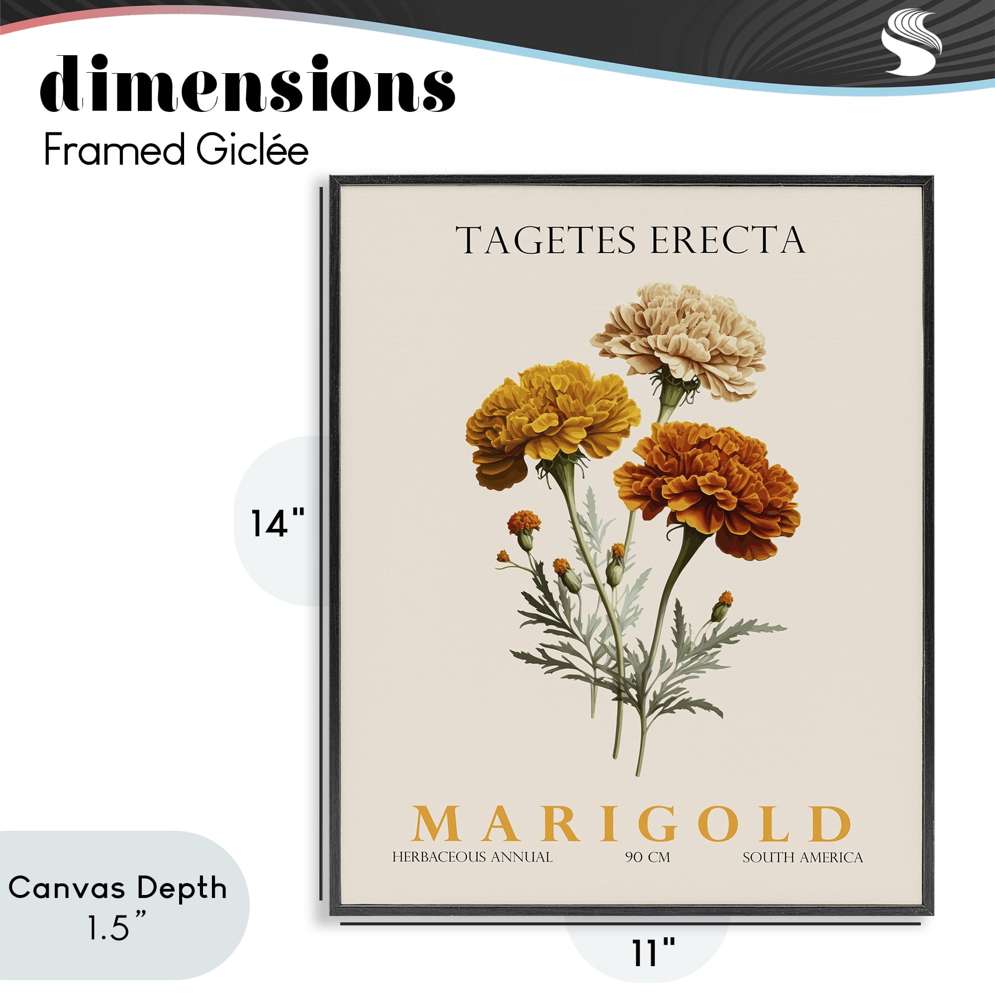 Stupell Industries Natural Marigold Bundle Black Framed Giclee Art, design by Christopher Giampietro