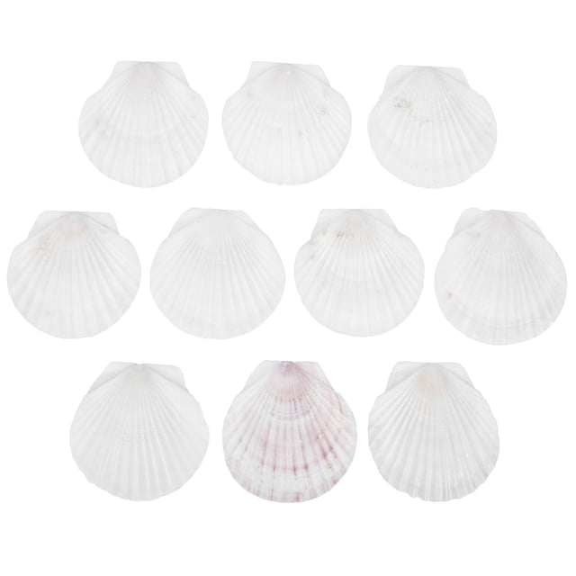 EeaseMX 10 conchas de vieira naturales a granel, conchas marinas para manualidades, conchas marinas naturales para cocinar