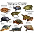 thumbnail image 3 of CafePress - Freshwater Turtle Of North America Large Mug - 15 oz Ceramic Large White Novelty Mug, 3 of 4