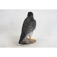 thumbnail image 5 of Hi-Line Gift 10.25 in Peregrine Falcon Garden Statue, Life-like Polyresin Decor, 5 of 5