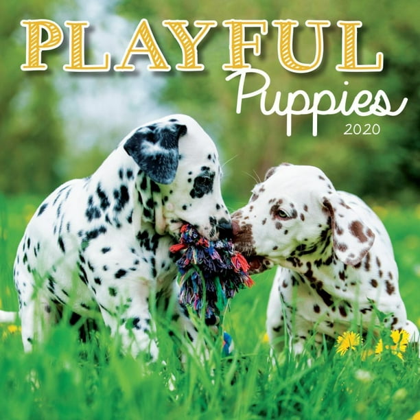 Playfull Puppies Mini Wall Calendar 2020