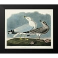 thumbnail image 2 of Audubon, John James 24x20 Black Modern Framed Museum Art Print Titled - Common American Gull, 2 of 5