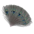 thumbnail image 2 of Plumes de Paon Naturelles Grandes pour Décoration CPDD, 2 of 2