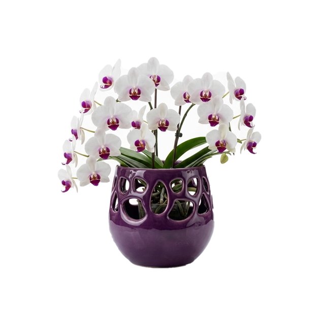 Maceta Decorativa De Cerámica Esmaltada Para Orquídea Flor De Loto Lavanda