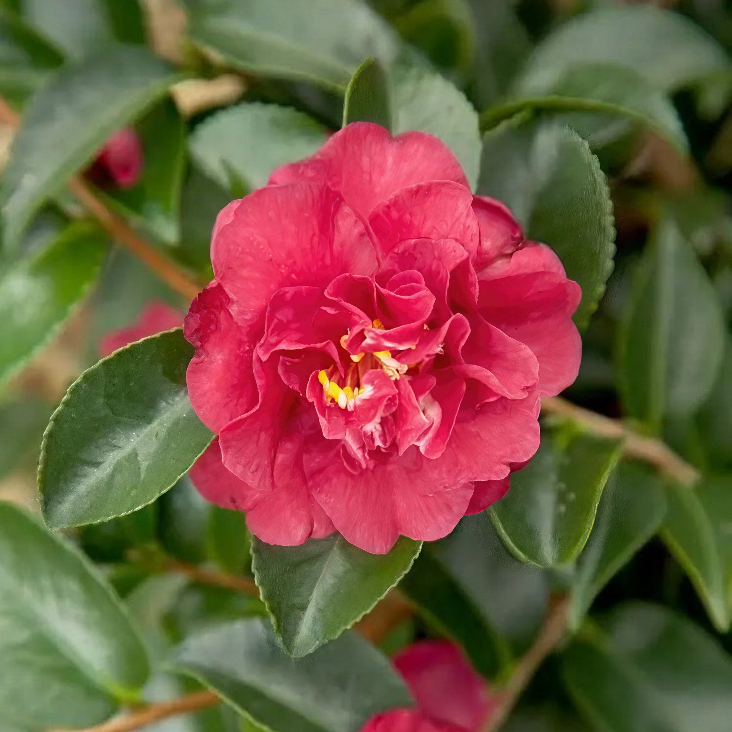 National Plant Network 3 gal. Camellia Sasanqua October Magic Ruby Shrub