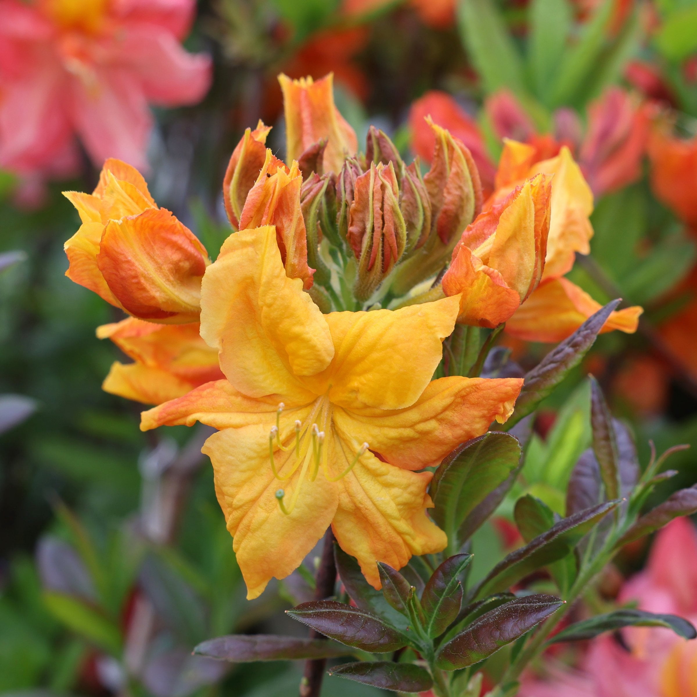 National Plant Network 3 gal. Native Azalea Tangerine