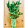 thumbnail image 2 of Live Lucky Bamboo 12&rdquo; Spiral Shape Bamboo Plant, 2 of 8