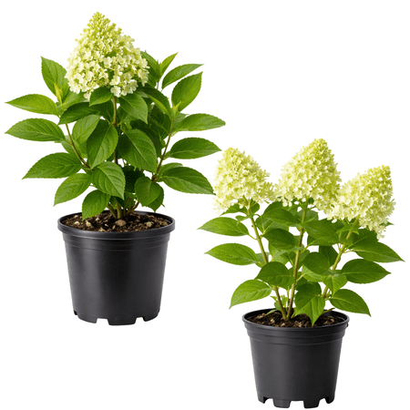 Limelight Hydrangea Plant, Large Cone-Shaped Blooms, Hardy Flowering Shrub