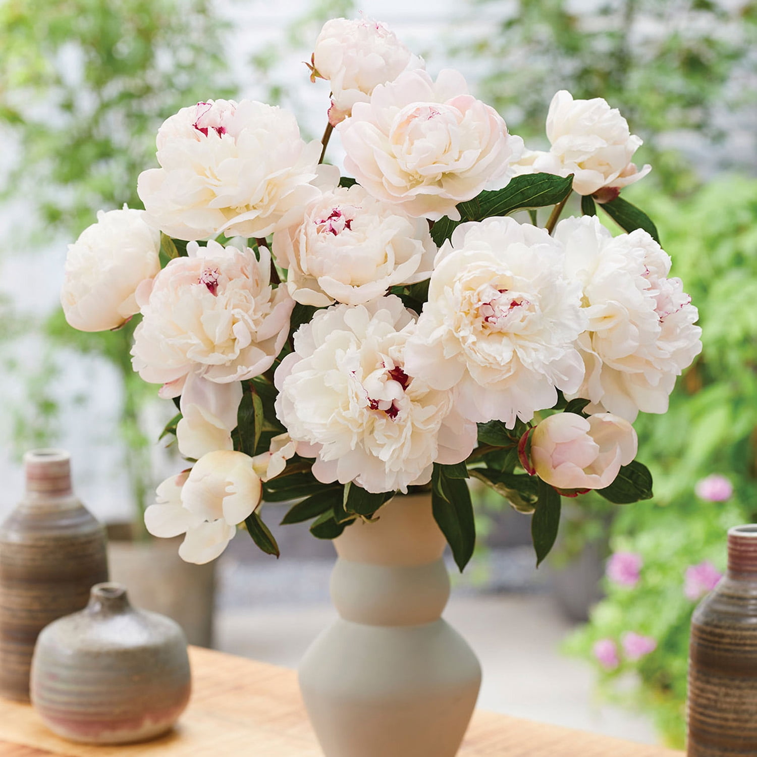 Van Zyverden Peony Festiva Maxima, White Perennial Bloom, Partial