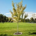 thumbnail image 2 of Expert Gardener 1- 1.5 ft tall Autumn Blaze Maple Live Tree in 1-Gallon Grower Pot, 2 of 2
