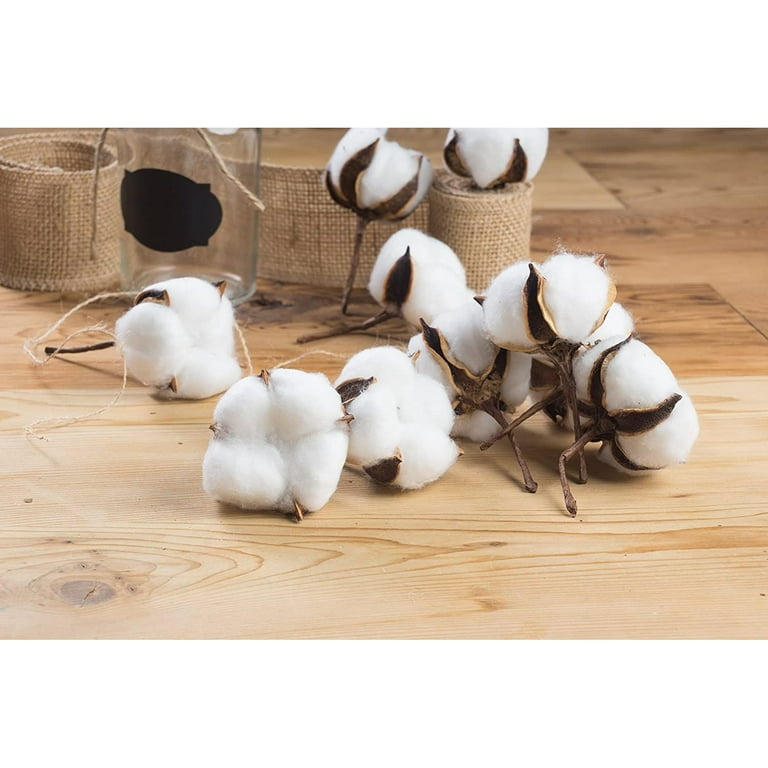 Cotton Bolls (Natural Cotton Balls)