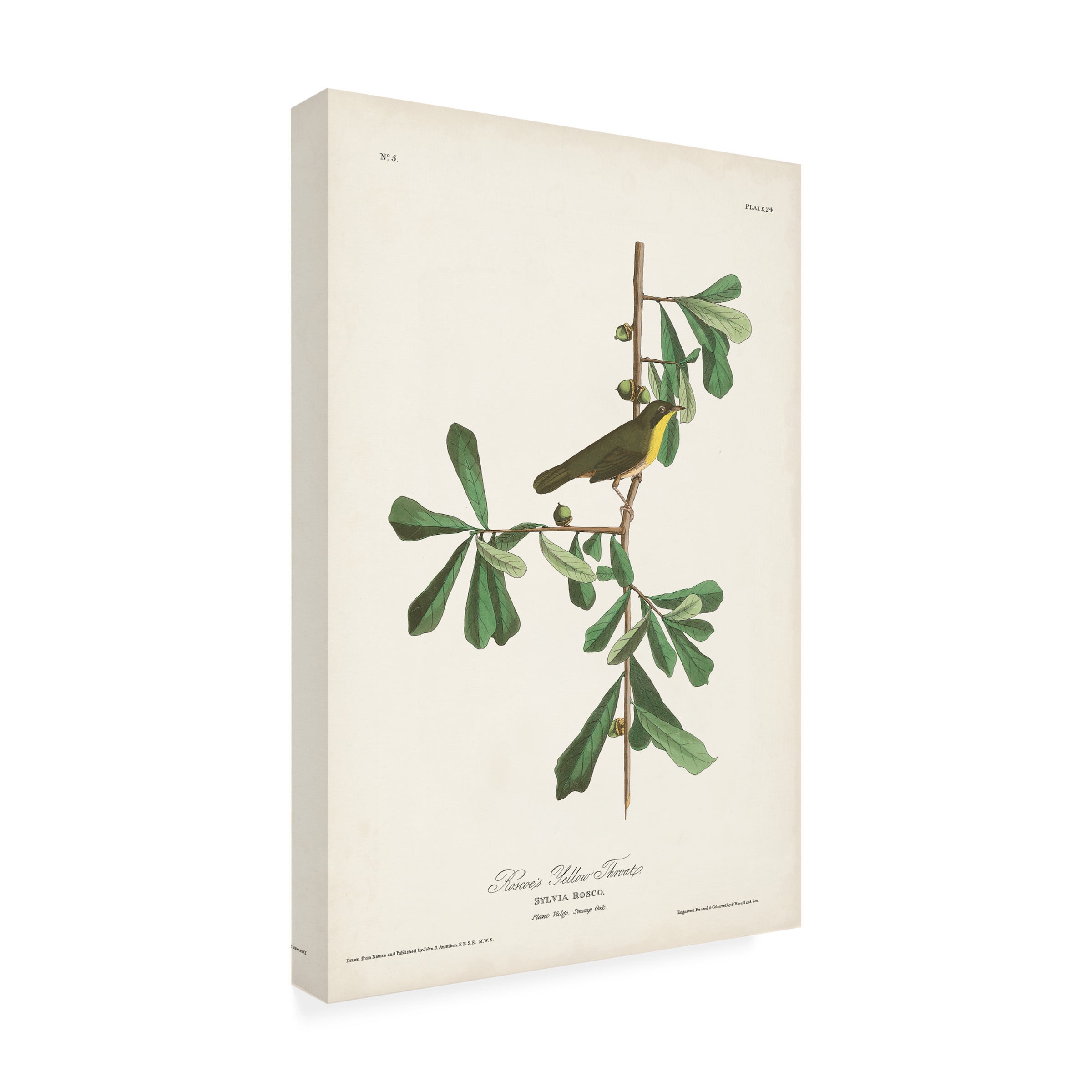 John James Audubon 'Roscoes Yellow Throat' Canvas Art