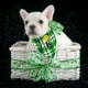 thumbnail image 5 of Reversible Clover Triángulo Baberos Bufanda Mascota Triángulo Bufanda Accesorios Suave Mascotas Baberos Para Perros Gatos Mascotas Animales Advancent AP007802-03, 5 of 6