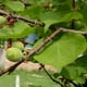 thumbnail image 1 of SWETRACE 1Jgo Clip Entrenador Y Moldeador De Ramas Para Plantas Frutales Y Ornamentales En Color, 1 of 7