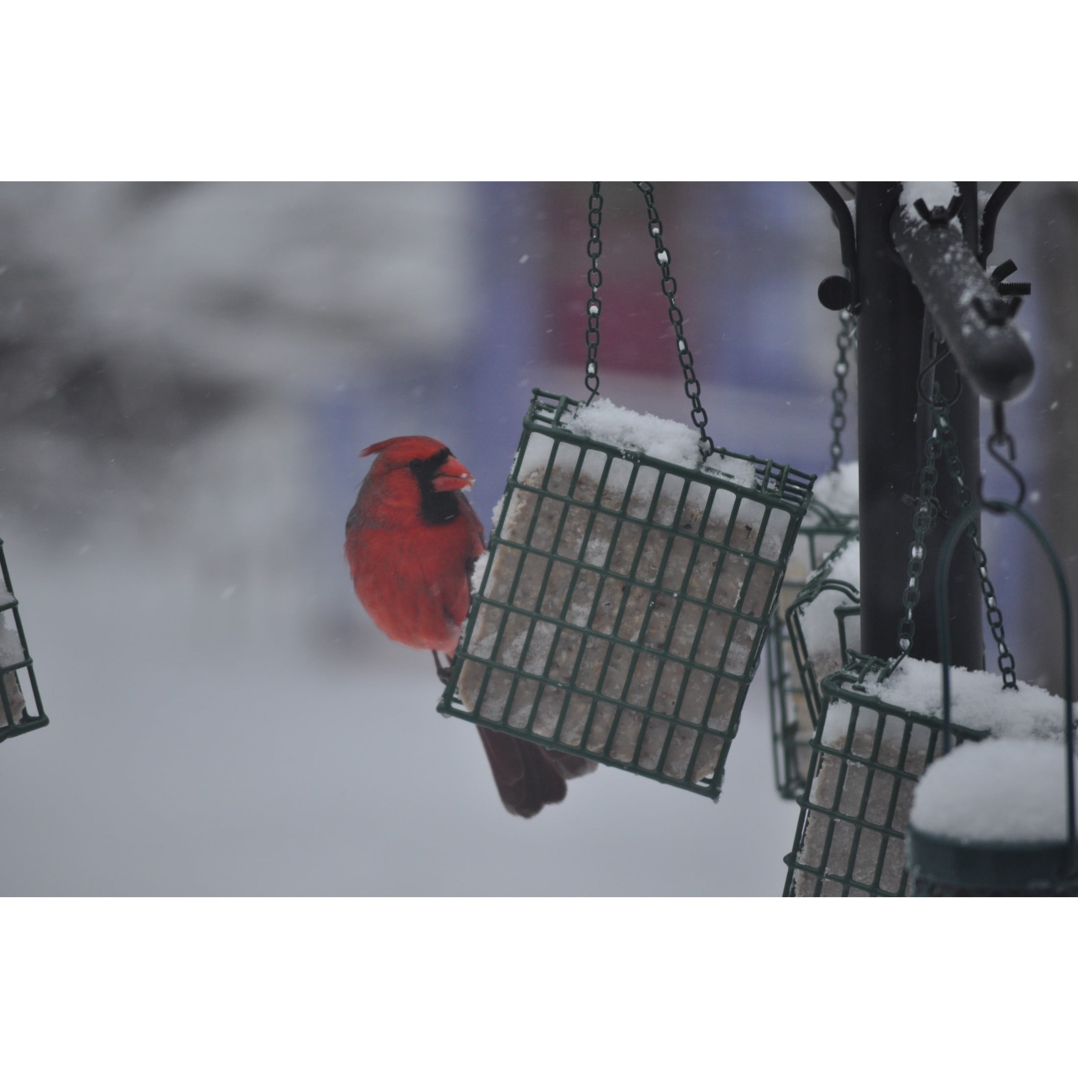 C&S Berry Treat Suet, 11.75 oz Cake, Fresh Wild Bird Food