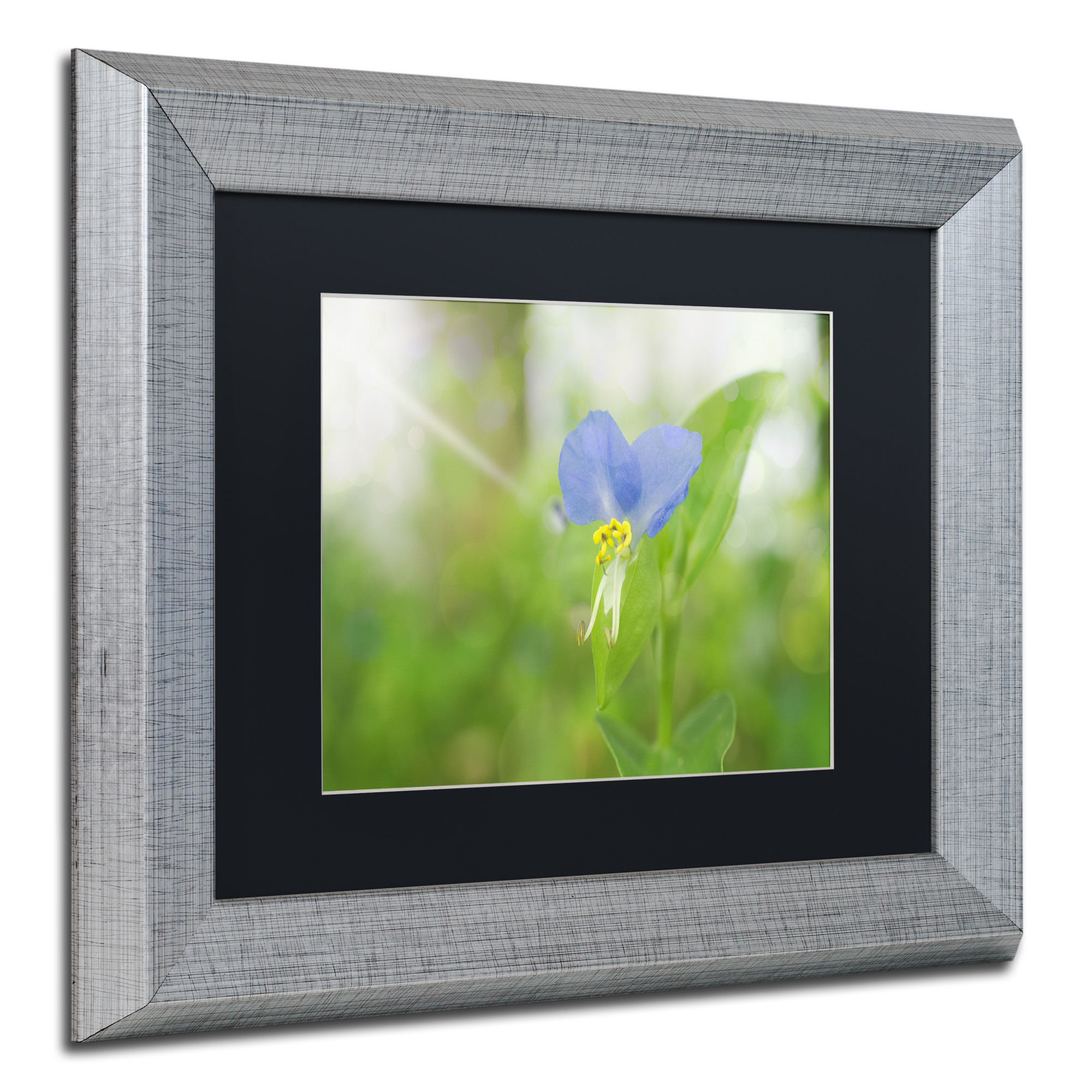 Trademark Fine Art 'Asiatic Dayflower' Silver Framed Art by PIPA Fine Art