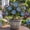 O, variant on 10 Desert Rose Seeds-Low Maintenance-Ideal for Beds Borders, Plant Pots & Planters