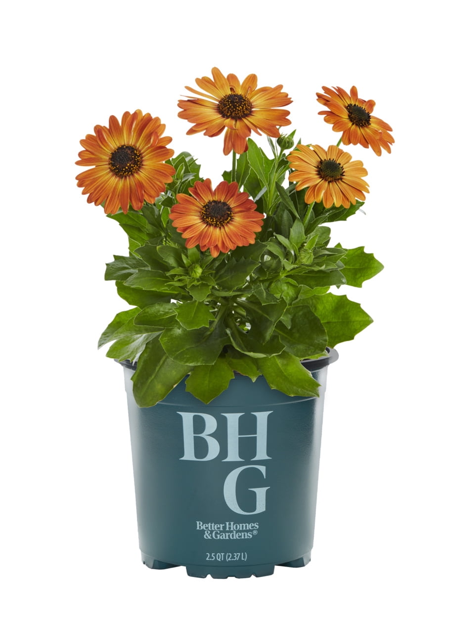 Better Homes & Gardens 1.5PT Orange Osteospermum Live Annual Plant Sun 5-Pack