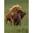thumbnail image 2 of Linden, Sally 25x32 Gold Ornate Wood Framed with Double Matting Museum Art Print Titled - Horse Play, 2 of 4