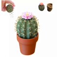 thumbnail image 1 of Forgecore Spikey Spices - Mini Cute 3D Printed Cactus Salt and Pepper Shakers, 1 of 5