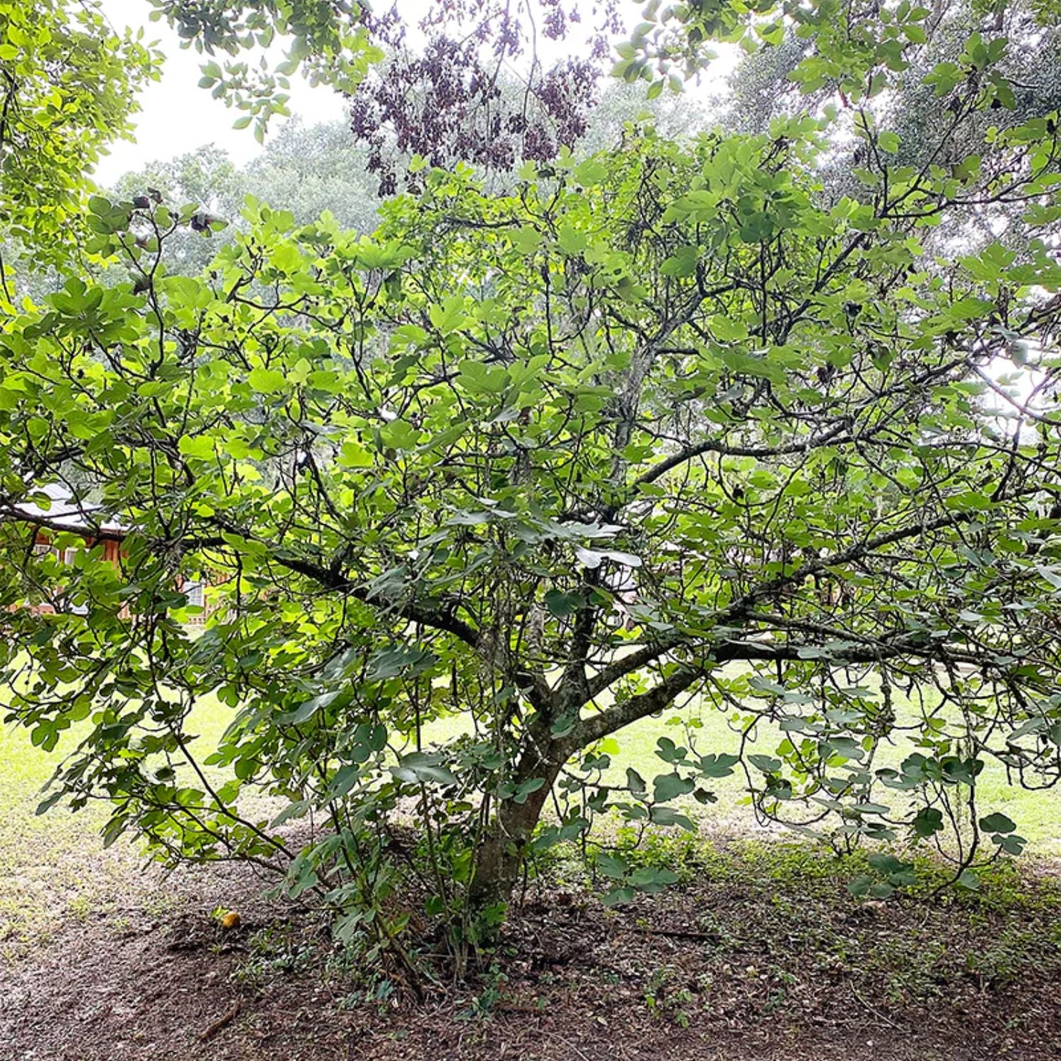 Expert Gardener Texas Everbearing Fig Live Tree - 3 to 4 Ft Tall, 7 Gallon Pot