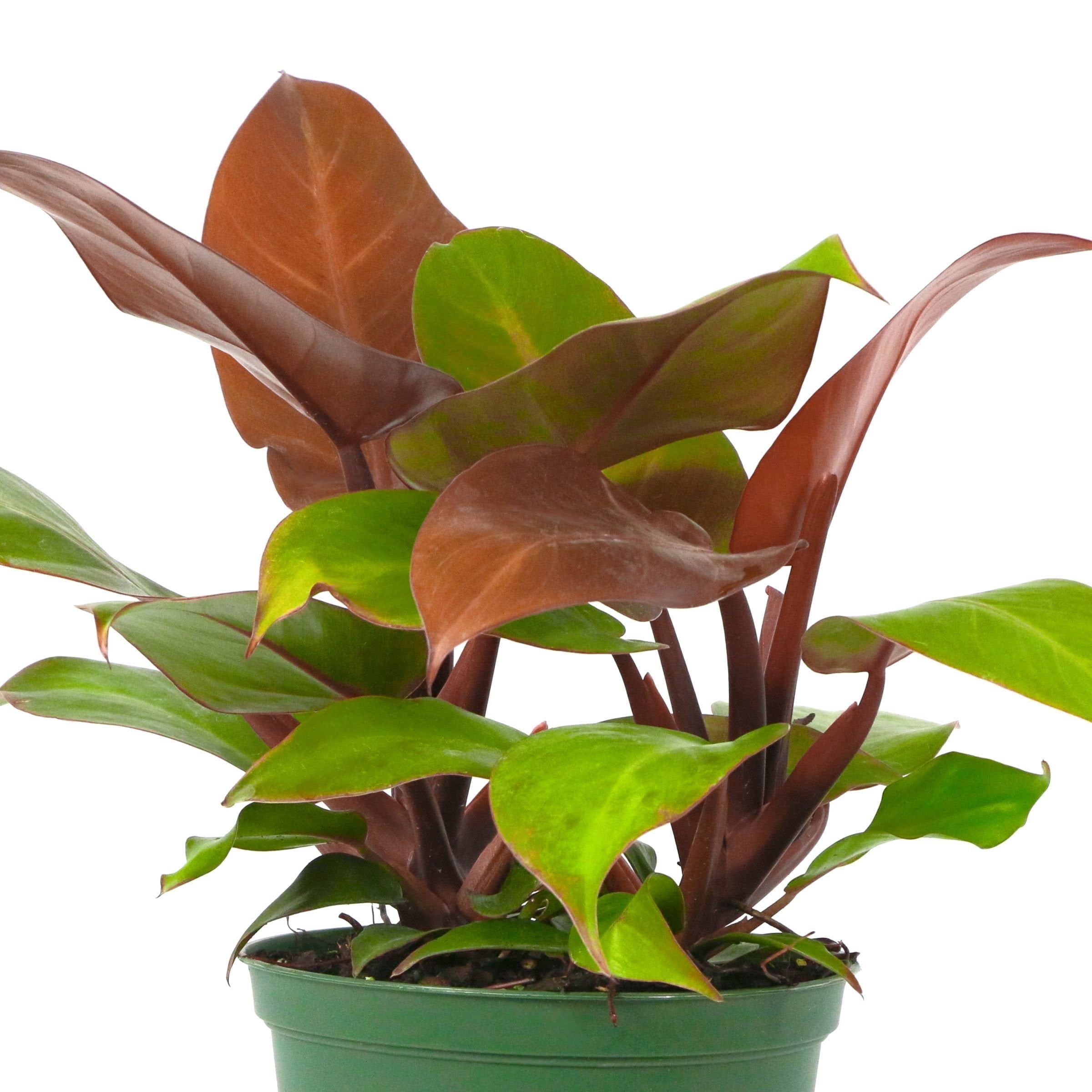 4 in. Philodendron McColley's Finale Plant in Grower Container (3-Pack)