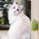thumbnail image 1 of Juguete para gatos Lisbinx con forma de erizo, ideal para lamer hierba gatera, 1 of 7