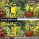 thumbnail image 3 of Juego De Trampas Adhesivas De Tablero Amarillo De Doble Cara, 50 Uds., Trampas Adhesivas Para Plantas Voladoras, Insectos, Herramientas De Jardinería, Accesorios Speravity HA034717-00, 3 of 6