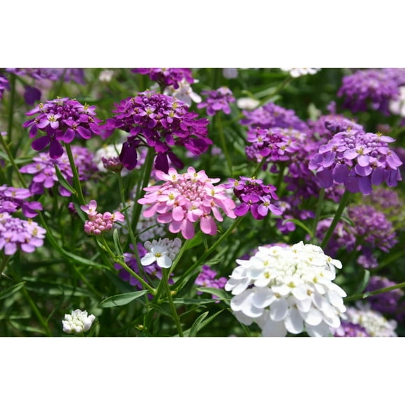 SHIQI-250+ Candytuft Flower Seeds, Vibrant Blooms for Gardens and Containers, Ideal for Flower Beds, Rock Gardens, and Pollinator Gardens,Perfect for Adding Bright, Elegant Color to Your Outdoor Spac
