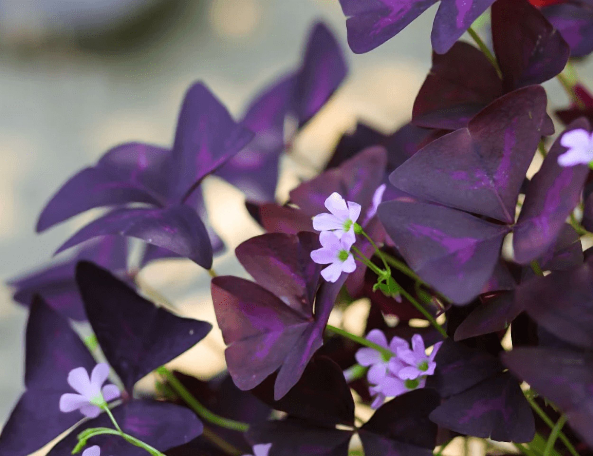 Oxalis Ebony Darker Purple Plant Live for Planting, Purple Shamrock Plant for Indoor Outdoor Garden 4 to 6 Inch Tall